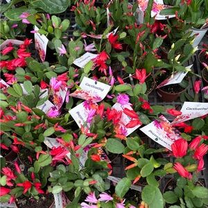 Spring Cactus (Easter) Cactus